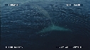 BALEINE BLEUE