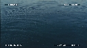 BALEINE BLEUE