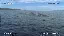 BALEINE BLEUE