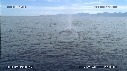 BALEINE BLEUE