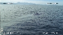 BALEINE BLEUE