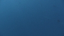 POISSON VOILIER