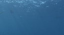 POISSON VOILIER