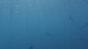 POISSON VOILIER