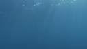 POISSON VOILIER