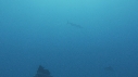 POISSON VOILIER