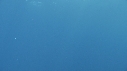 POISSON VOILIER