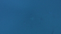 POISSON VOILIER