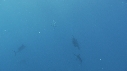 POISSON VOILIER