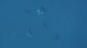 POISSON VOILIER