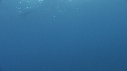 DAUPHINS TACHETES