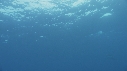 DAUPHINS TACHETES