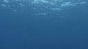 DAUPHINS TACHETES
