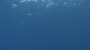 DAUPHINS TACHETES