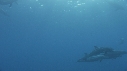 DAUPHINS TACHETES