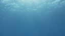DAUPHINS TACHETES