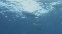 DAUPHINS TACHETES