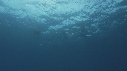DAUPHINS TACHETES