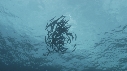 SARDINES