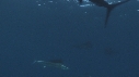 POISSON VOILIER