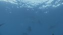 POISSON VOILIER