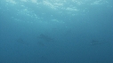 POISSON VOILIER