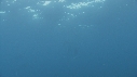 POISSON VOILIER