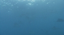 POISSON VOILIER