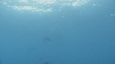 POISSON VOILIER