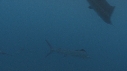 POISSON VOILIER