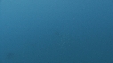 SARDINES, BAIT BALL
