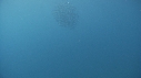 SARDINES, BAIT BALL