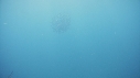 POISSON VOILIER