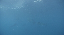 POISSON VOILIER