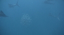 POISSON VOILIER
