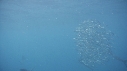 POISSON VOILIER
