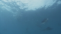 POISSON VOILIER