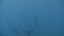 POISSON VOILIER