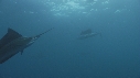 POISSON VOILIER