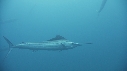 POISSON VOILIER