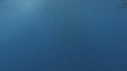 POISSON VOILIER