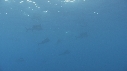 POISSON VOILIER