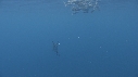 POISSON VOILIER