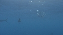 POISSON VOILIER