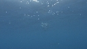 POISSON VOILIER