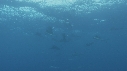 POISSON VOILIER
