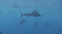 POISSON VOILIER