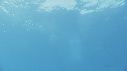 POISSON VOILIER
