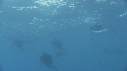 POISSON VOILIER