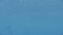POISSON VOILIER